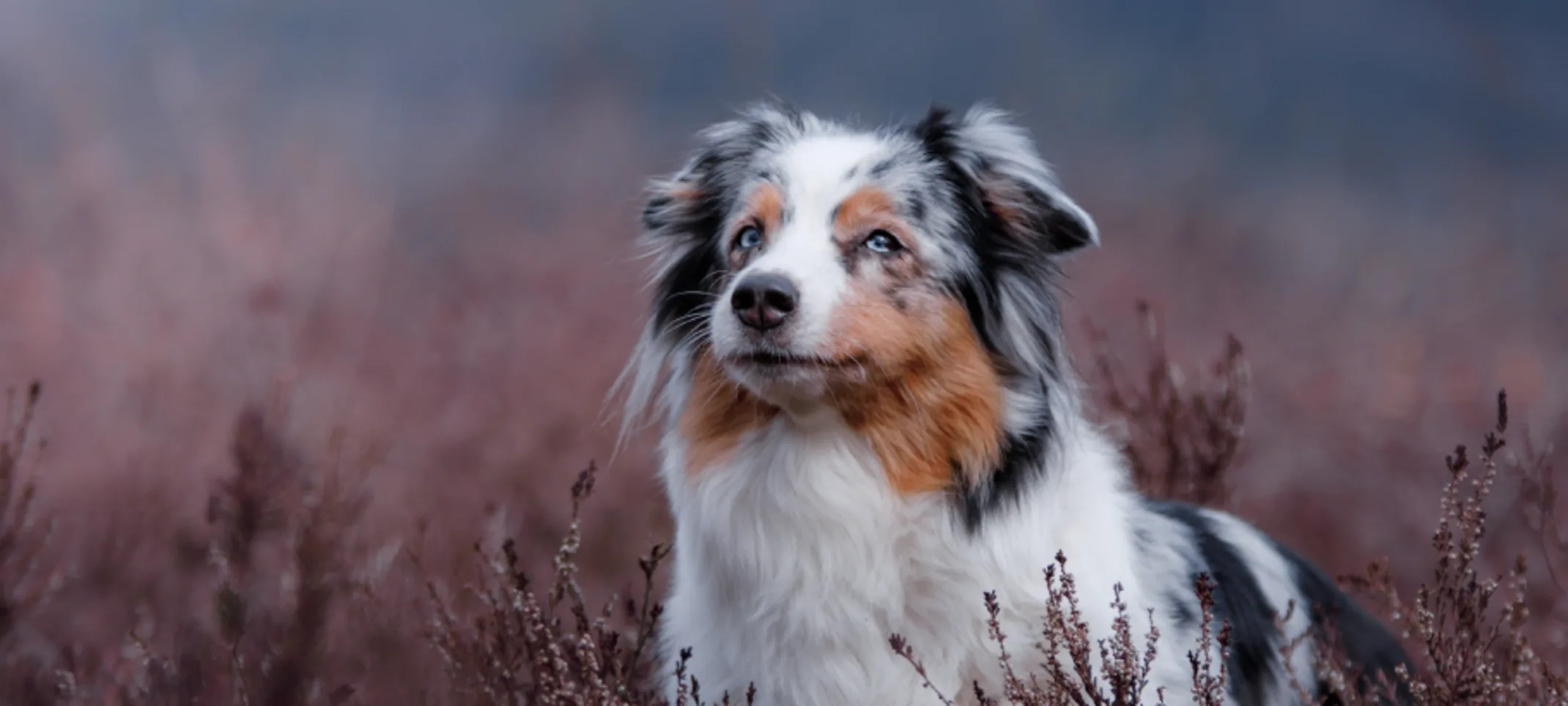 Dog in tall grass